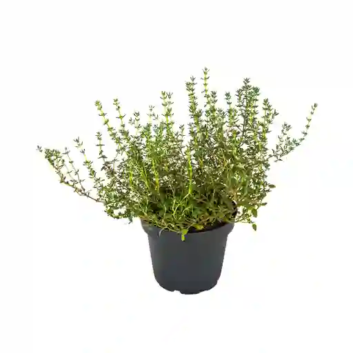 Planta De Tomillo