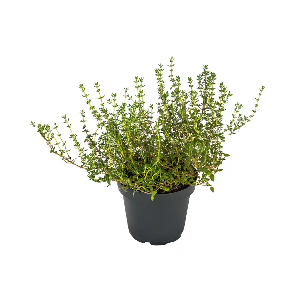 Planta De Tomillo