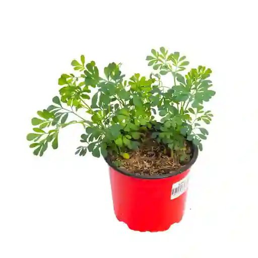 Planta Ruda