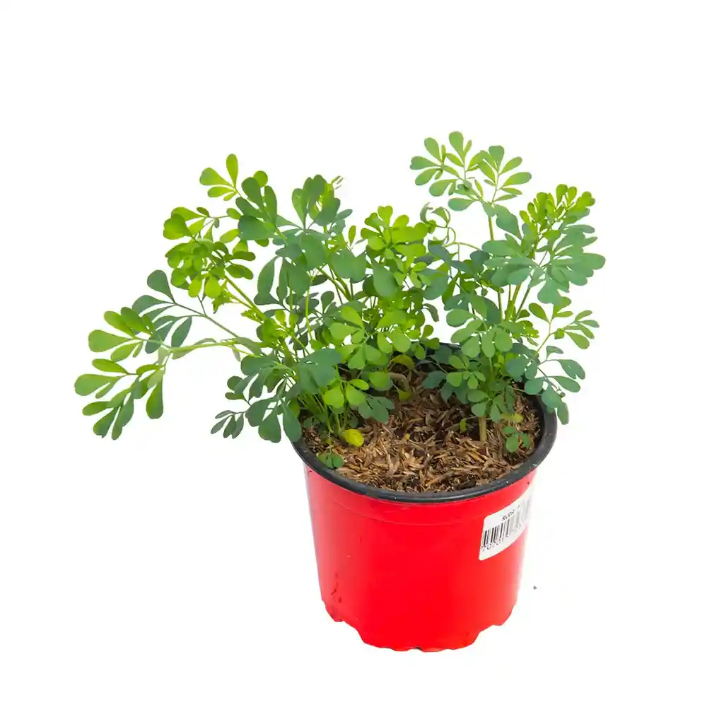 Planta Ruda