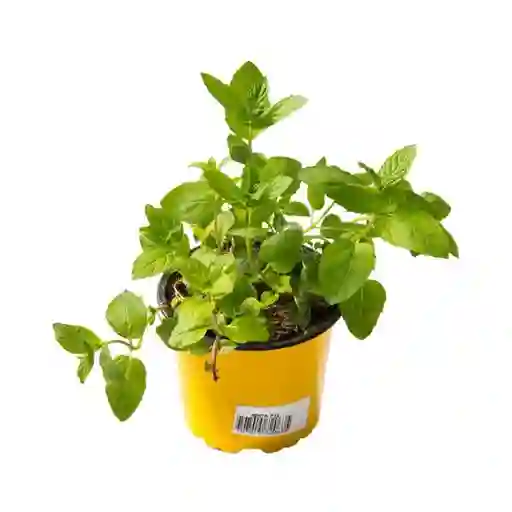 Planta Menta Exterior