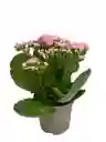 Planta Kalanchoe Exterior