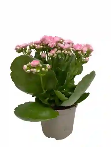 Planta Kalanchoe Exterior