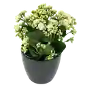 Planta Kalanchoe Exterior