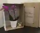 Orquídea Caja De Regalo Y Chocolates