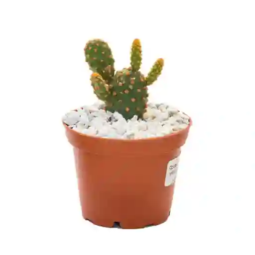 Cactus Pequeño De Interior