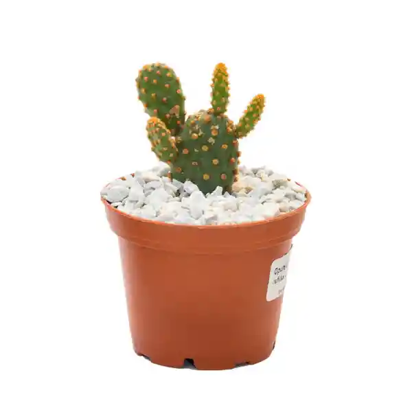 Cactus Pequeño De Interior