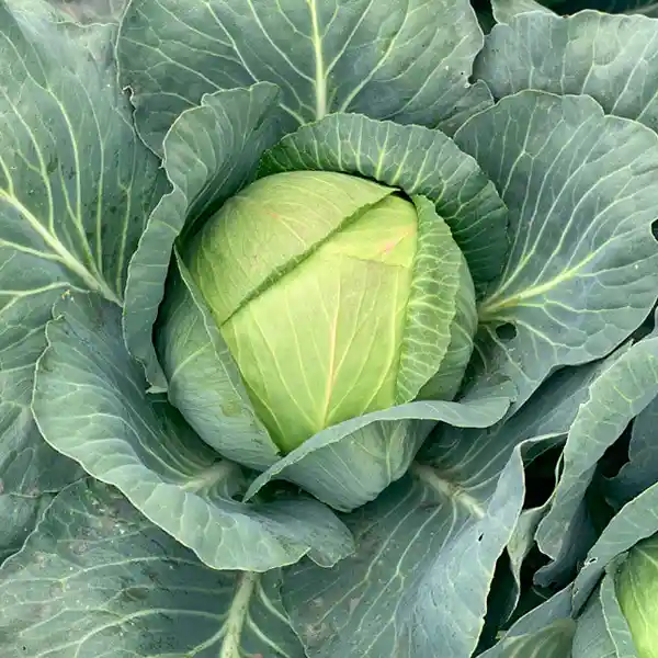 Semillas Repollo Bola Verde Planta Cultivo Siembra Hogar Hortaliza