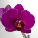 Orquídea De 2 Tallos Fucsia