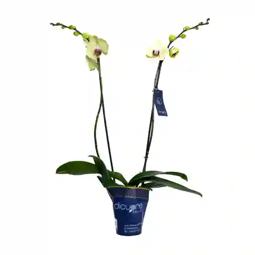 Orquídea De 2 Tallos Amarilla (