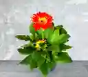 Planta Gerbera Naranja Con Amarrillo