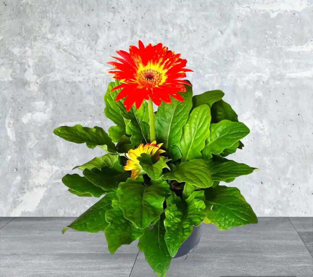 Planta Gerbera Naranja Con Amarrillo