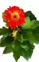 Planta Gerbera Naranja Con Amarrillo