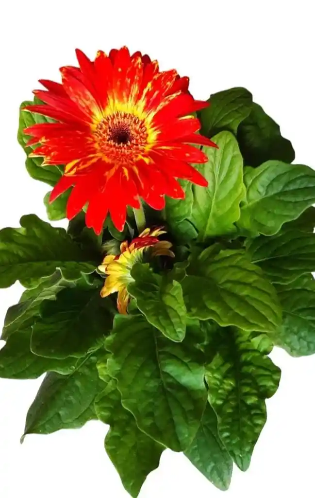 Planta Gerbera Naranja Con Amarrillo