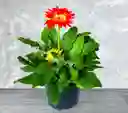 Planta Gerbera Naranja Con Amarrillo