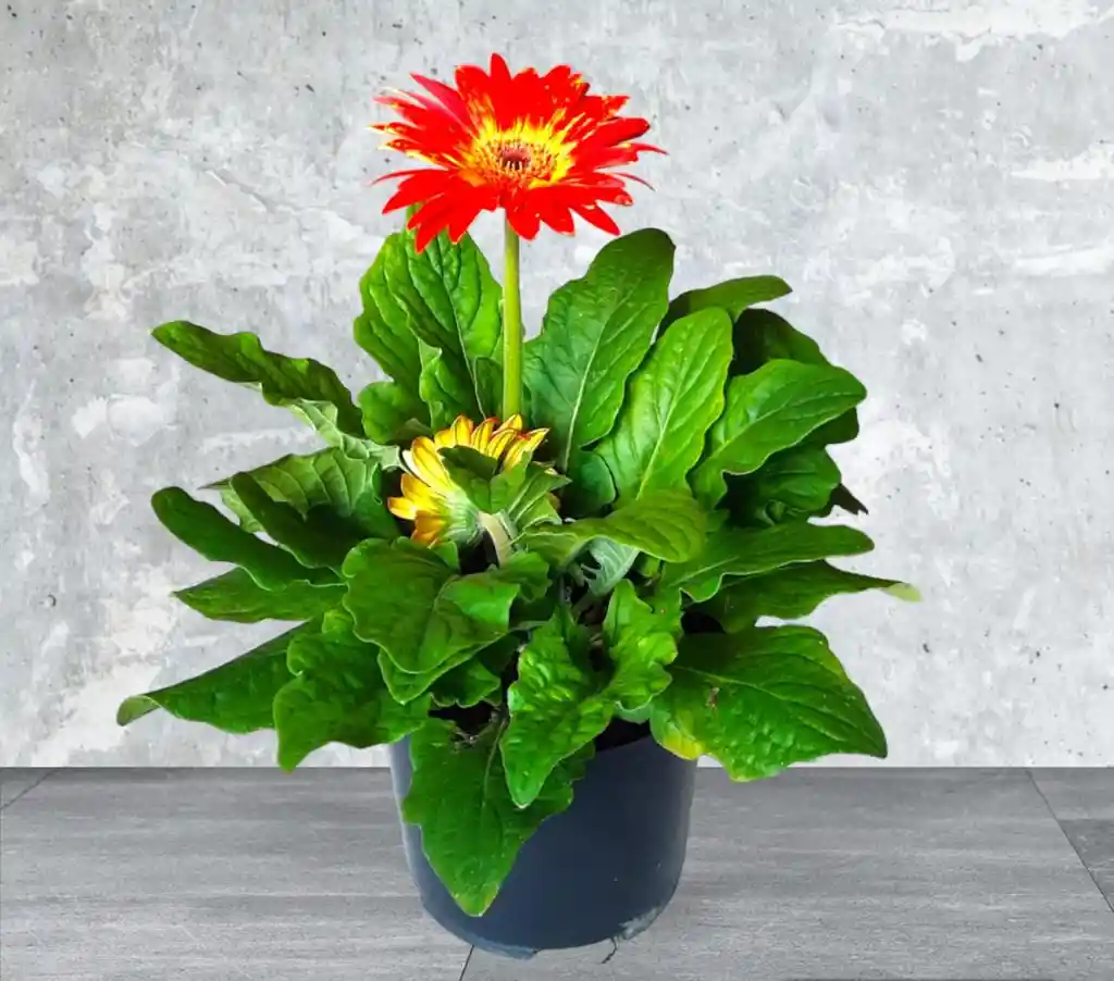 Planta Gerbera Naranja Con Amarrillo