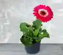 Planta Gerbera Fucsia Con Blanco