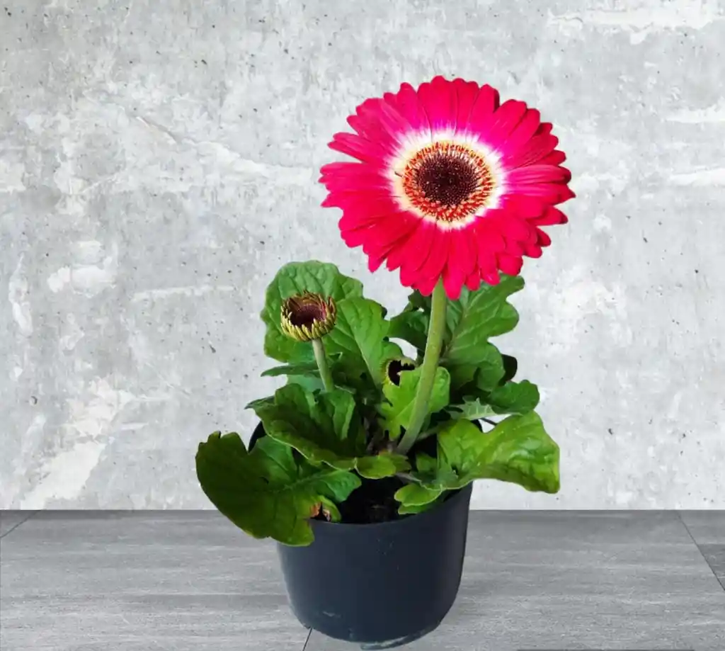 Planta Gerbera Fucsia Con Blanco