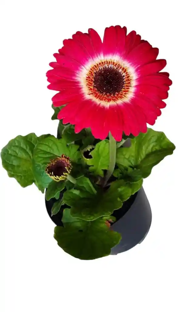 Planta Gerbera Fucsia Con Blanco