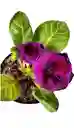 Planta Gloxinia Morada.