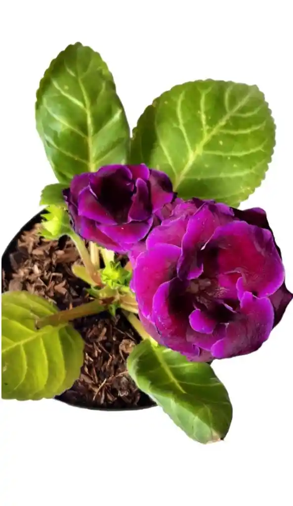 Planta Gloxinia Morada.