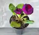 Planta Gloxinia Morada.