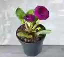 Planta Gloxinia Morada.