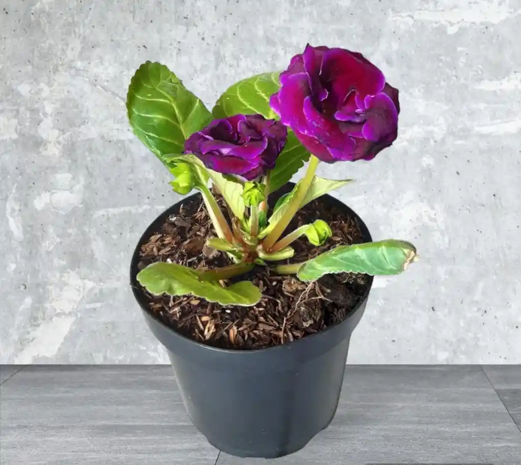 Planta Gloxinia Morada.