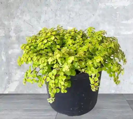 Planta Sedum Ogon O Llovisna