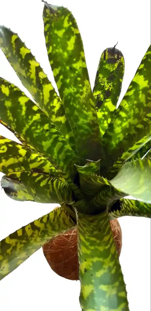 Kokedama Bromelia Aechmea Orlandiana