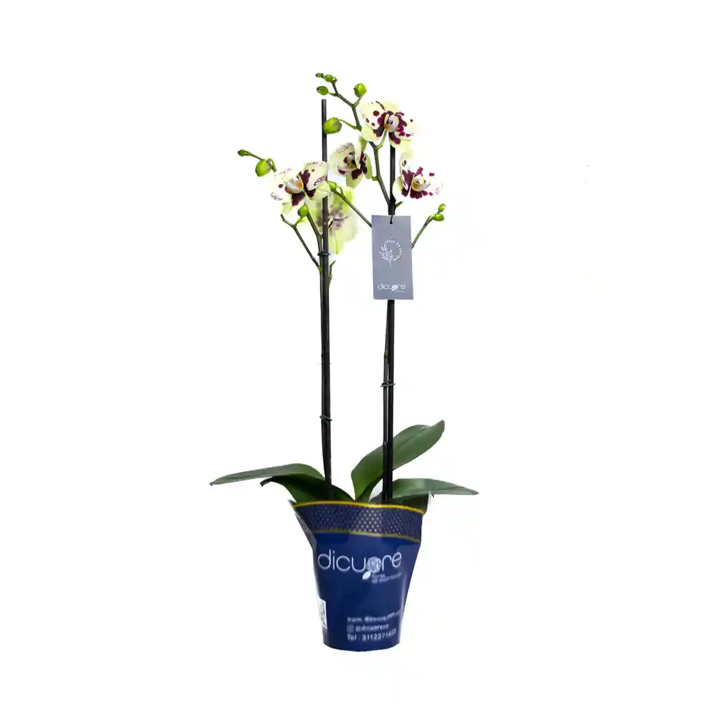 Orquídea De 2 Tallos Jaspeada