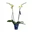 Orquídea De 2 Tallos Amarilla