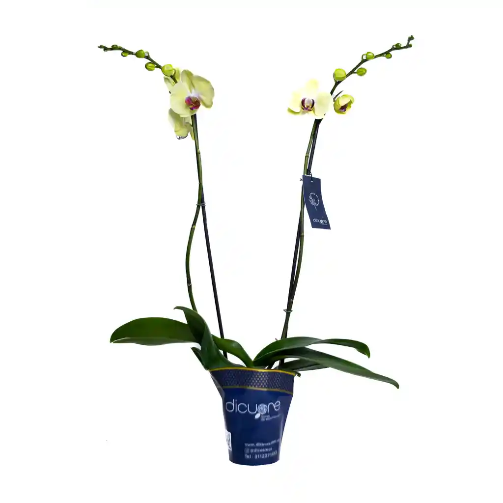 Orquídea De 2 Tallos Amarilla