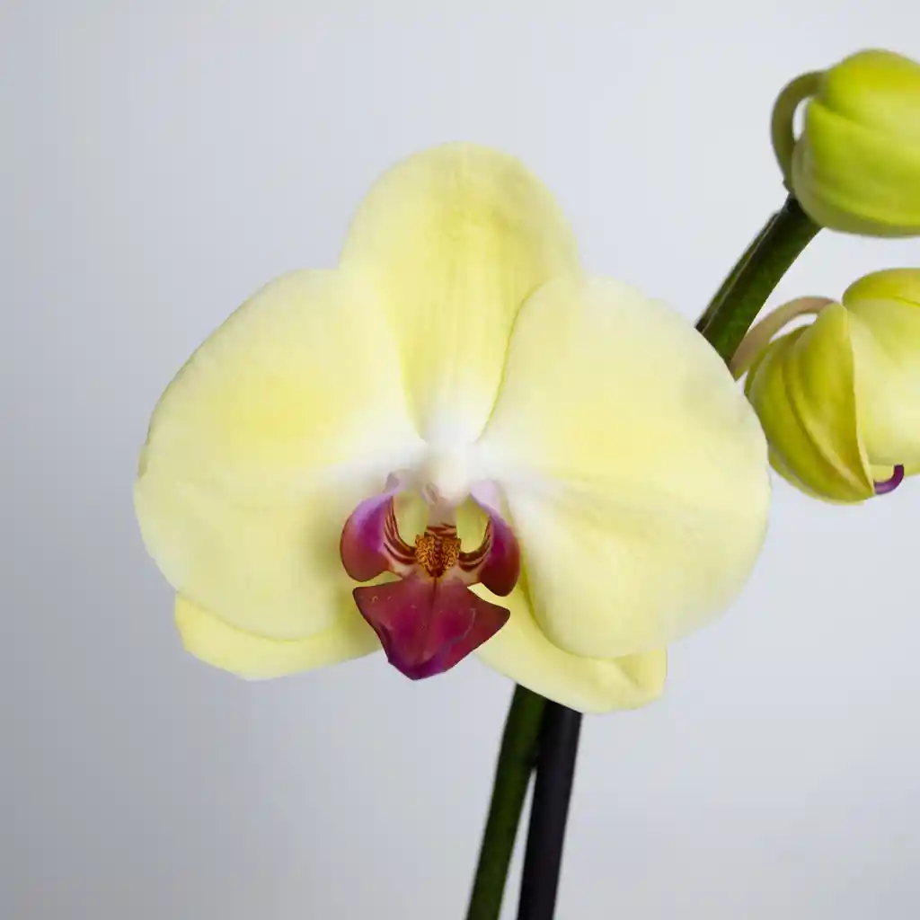 Orquídea De 2 Tallos Amarilla