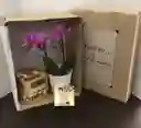 Caja De Regalo Orquídea, Cervezas Y Chocolates