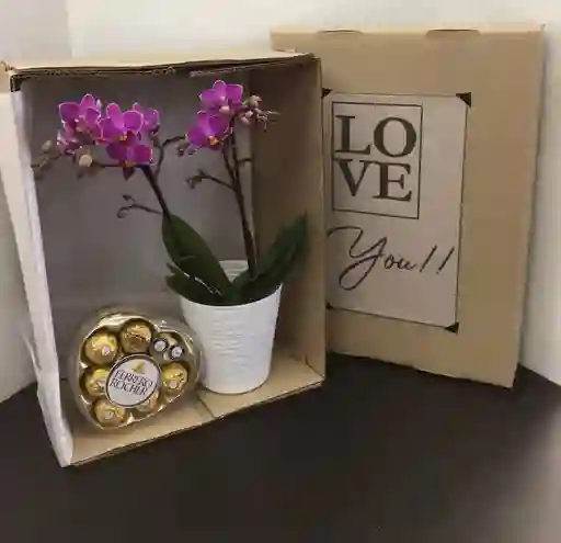 Orquídeas De Regalo Y Chocolates