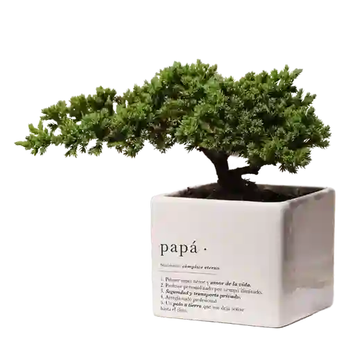 Bonsai Para Papá X Ana Listas