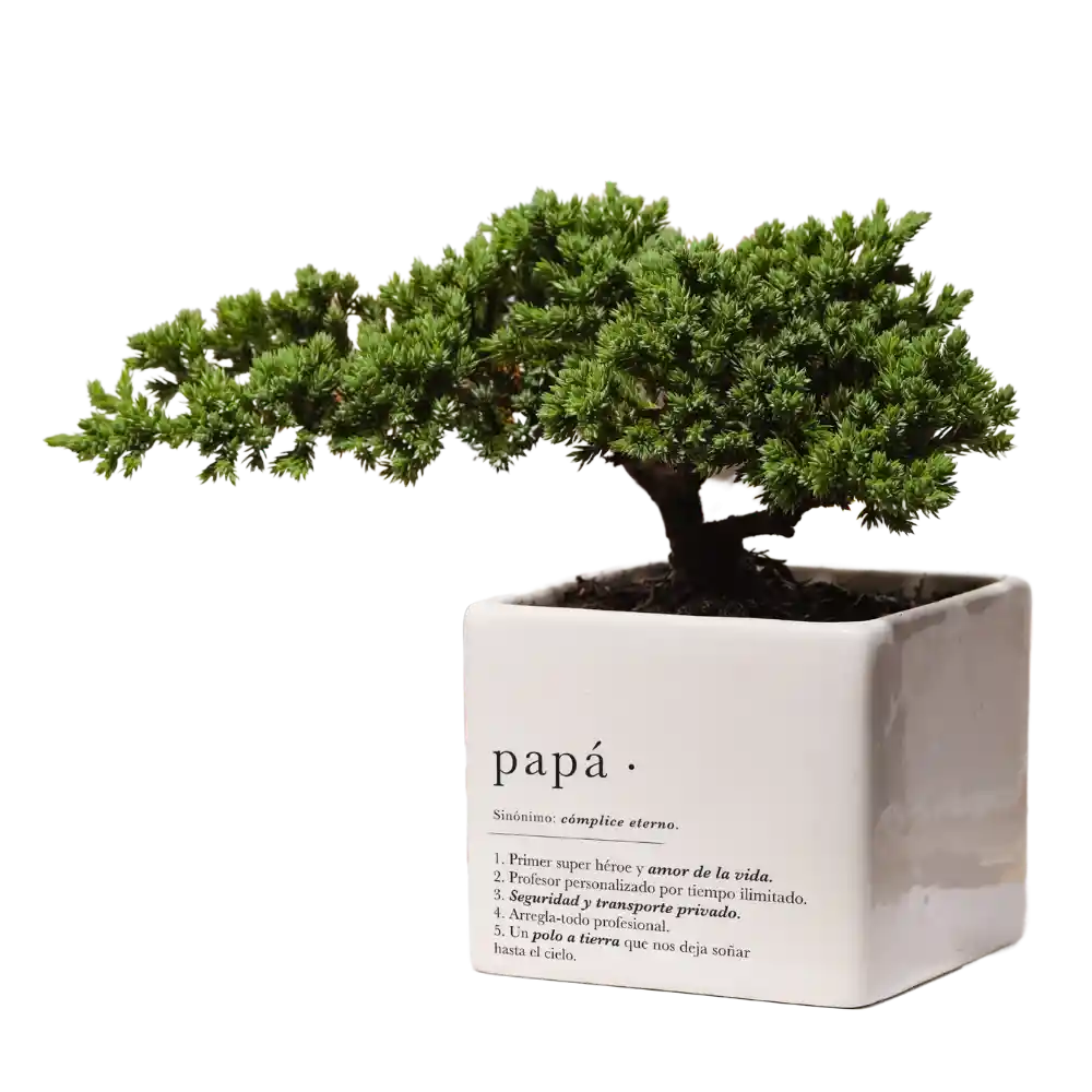 Bonsai Para Papá X Ana Listas