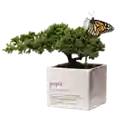 Bonsai Para Papá X Ana Listas Con Capullo De Mariposa