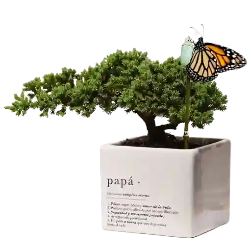 Bonsai Para Papá X Ana Listas Con Capullo De Mariposa