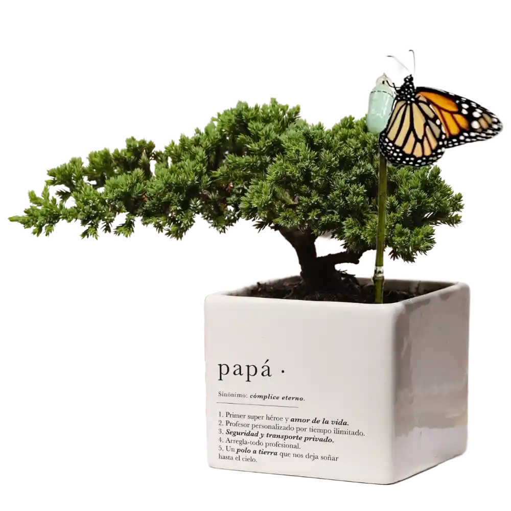 Bonsai Para Papá X Ana Listas Con Capullo De Mariposa