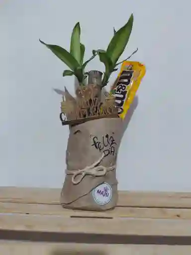 Planta Arbol De La Felicidad Obsequio