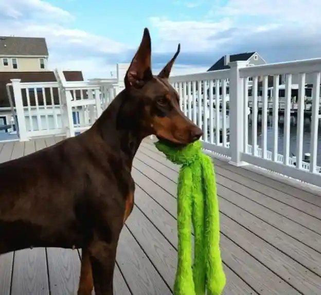 Juguete De Peluche Para Perro Swingin Slevin Frog