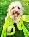 Juguete De Peluche Para Perro Swingin Slevin Frog