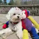 Juguete De Peluche Para Perro Multi-crew Monkey