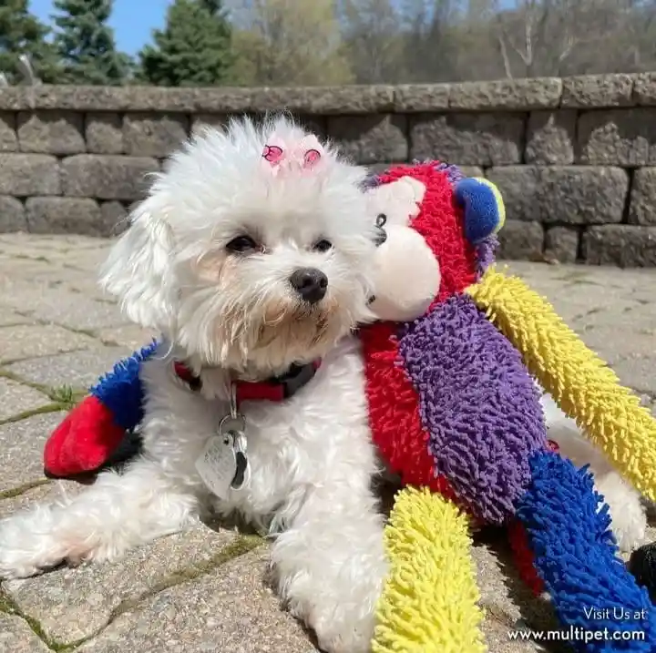 Juguete De Peluche Para Perro Multi-crew Monkey