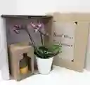 Orquídeas Regalo "aguardiente" Desquite