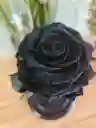Rosa Preservada Color Negro Terciopelo