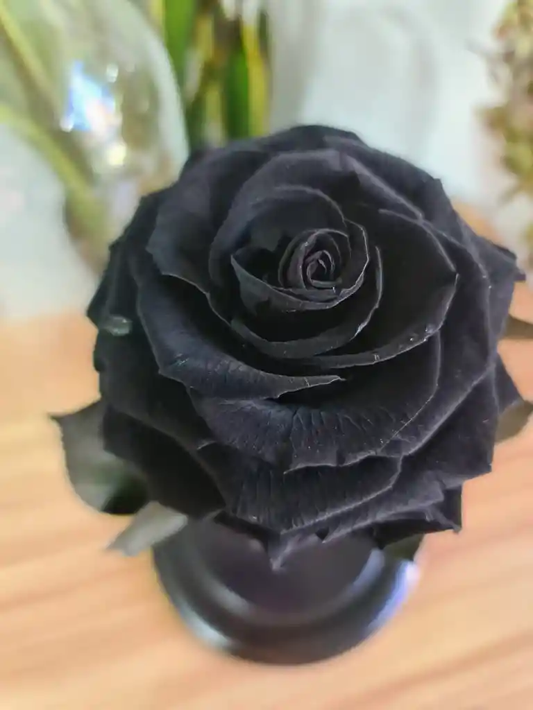 Rosa Preservada Color Negro Terciopelo