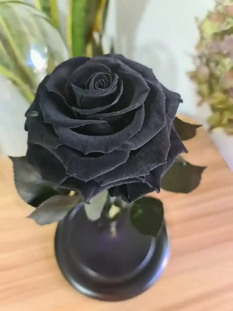 Rosa Preservada Color Negro Terciopelo